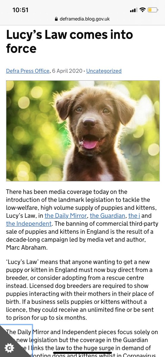 preloved rescue dogs