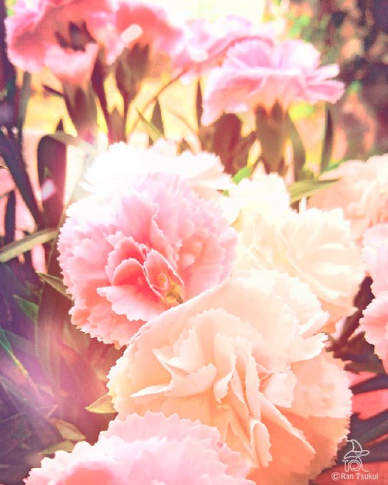 カーネーションのtwitterイラスト検索結果 カーネーションのtwitterイラスト検索結果