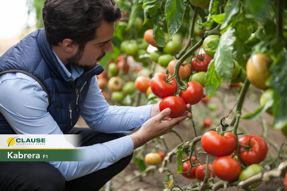HMCLAUSEIBERICA's tweet photo. Os dejamos con unas imágenes espectaculares de nuestro #tomate #Kabrera.
🍅Sabor y calibre en un tomate para ensalada que es garantía de calidad #HMCLAUSE. https://t.co/TRwdGswg5S