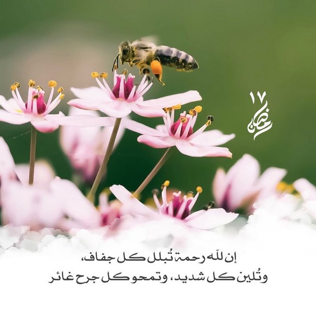 #رمضان ⁩17
ربي اجعلني ممّن نظرت إليه فرحمته وسمعت دُعاؤه فَأجبته،اللهم ارزقني نعمة يعجز عنها شكري ولا تبليني بلاء يعجز عنه صبري🙏