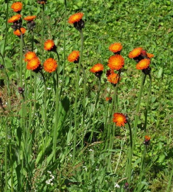 Species with vigorous runners: Lamiastrum galeobdolon subsp. argentatum (Variegated Yellow Archangel, Lamiaceae, left). Pilosella aurantiaca subsp. carpathicola (Fox-and-cubs, Asteraceae; right).