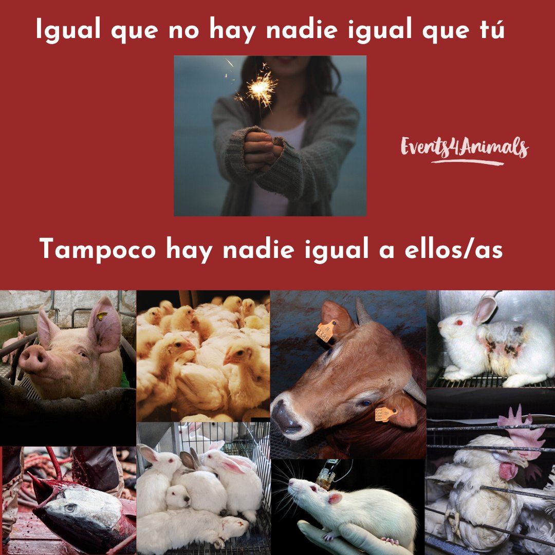 Events4Animals's tweet image. 👥Igual que no hay nadie igual que tú.
Tampoco hay nadie igual a ellos/as. 💙
🐷
#animalrightsactivist  #veganismoesjusticia #Veganismo #animales #barcelonavegan #animalliberation #animallover #animallife #granjas #stopanimalcruelty #comevegano #vegangirl #vegana #antiespecista
