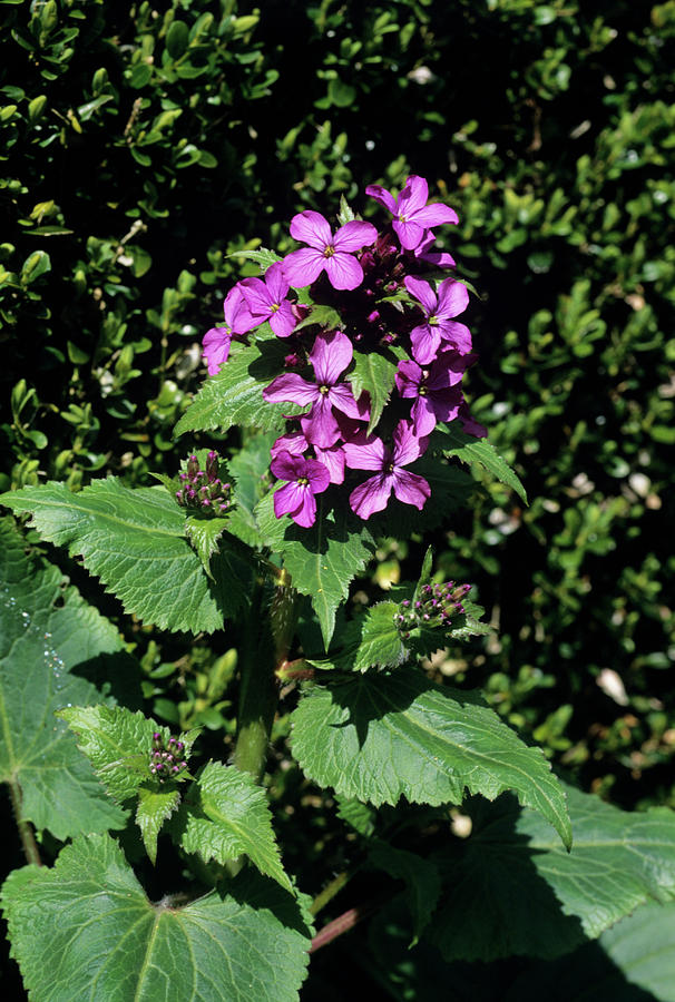 Vigorous self-seeders: Lunaria annua (Honesty, Brassicaceae; left). Linaria maroccana (Annual Toadflax, Veronicaceae; right).