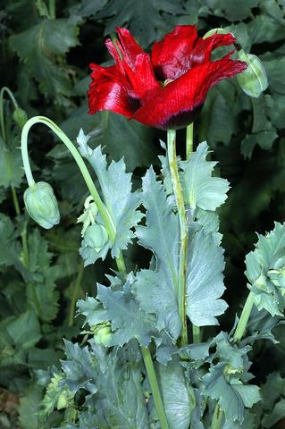 And commonest of all, Opium poppies in all manner of colours (Papaver somniferum).