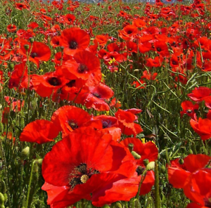 Poppies (Papaveraceae) both annual Papaver rhoeas (Corn Poppy, left) and perennial Papaver setiferum (Oriental Poppy, right)