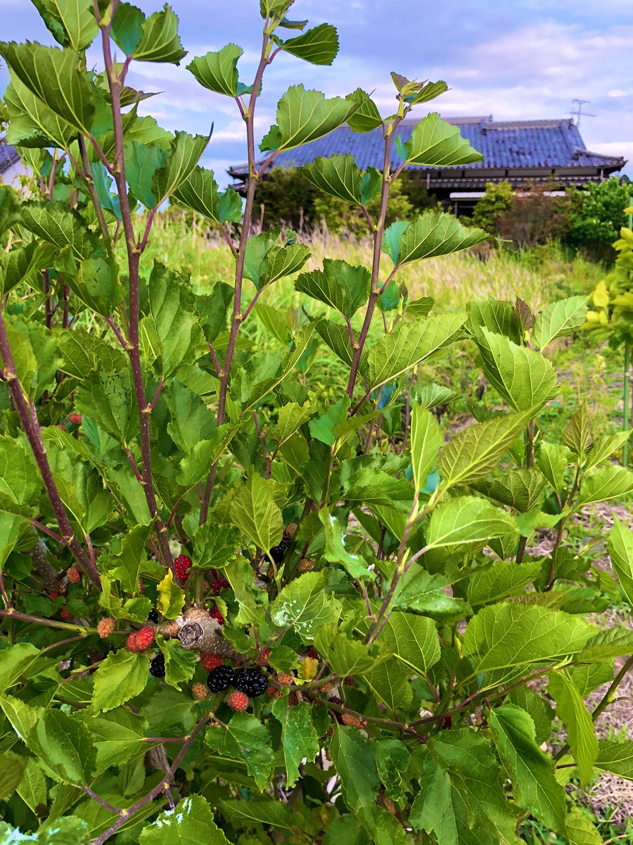 少しだけどマルベリー収穫しました(*´∇｀*)
ジャムにしよかな〜🐶