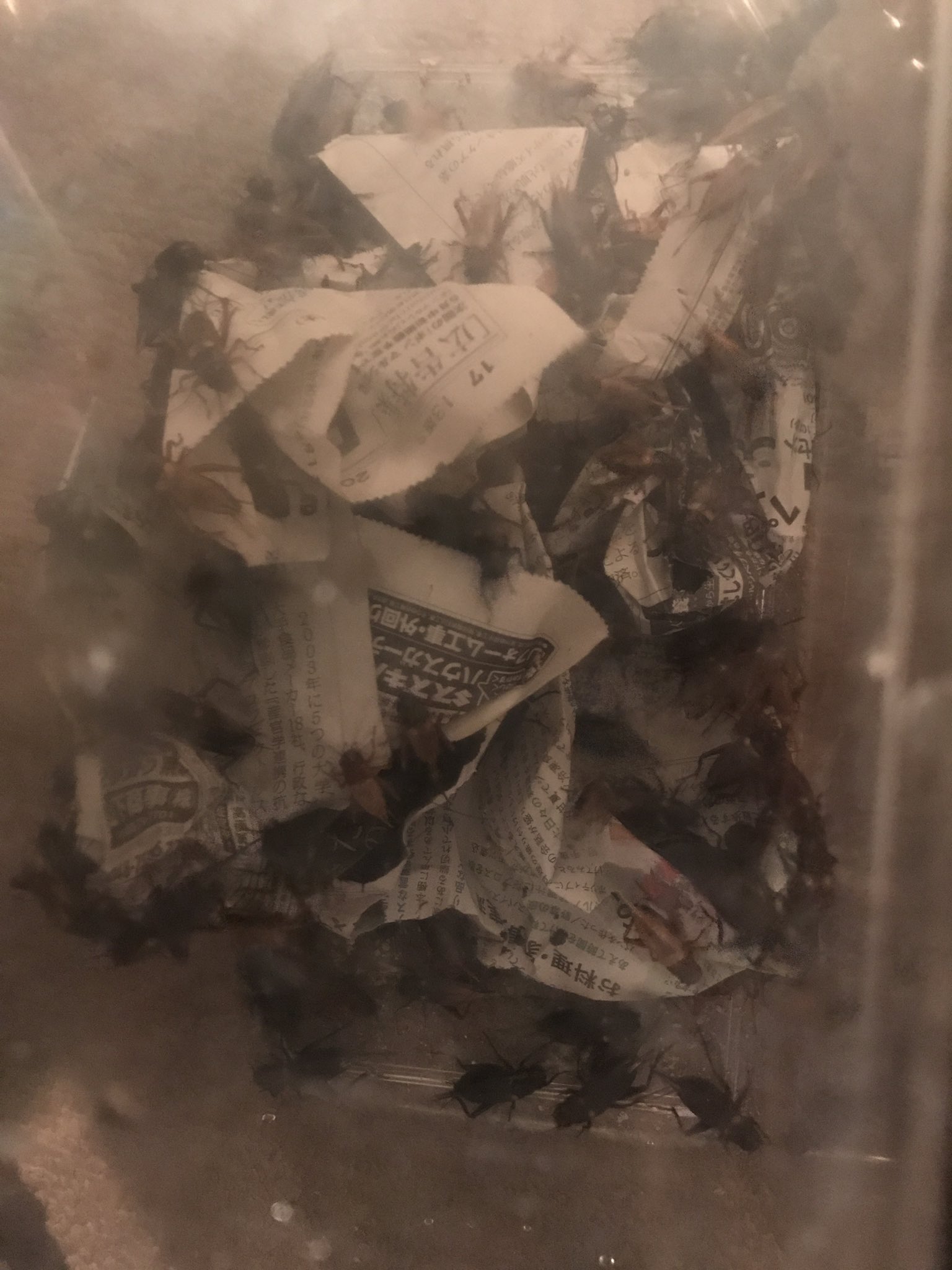 ビバペッツさいたま新都心店 Twitter Search Twitter