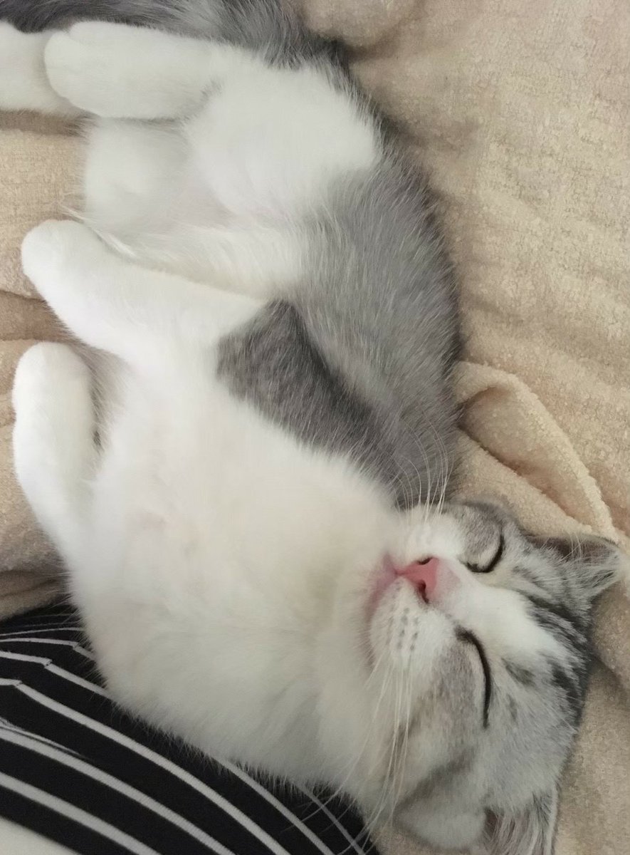 はまち ぬいぐるみかしら あら これはちっちゃいはまちさん 猫 スコティッシュフォールド 猫好きさんと繋がりたい ねこ 猫のいる暮らし ねこ部 Cat はまち ぬいぐるみかしら あら これはちっちゃいはまちさん 猫 スコティッシュフォールド 猫好きさんと繋がりたい ねこ 猫のいる暮らし ねこ部 Cat