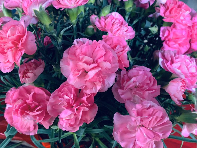 カーネーションのtwitterイラスト検索結果 カーネーションのtwitterイラスト検索結果