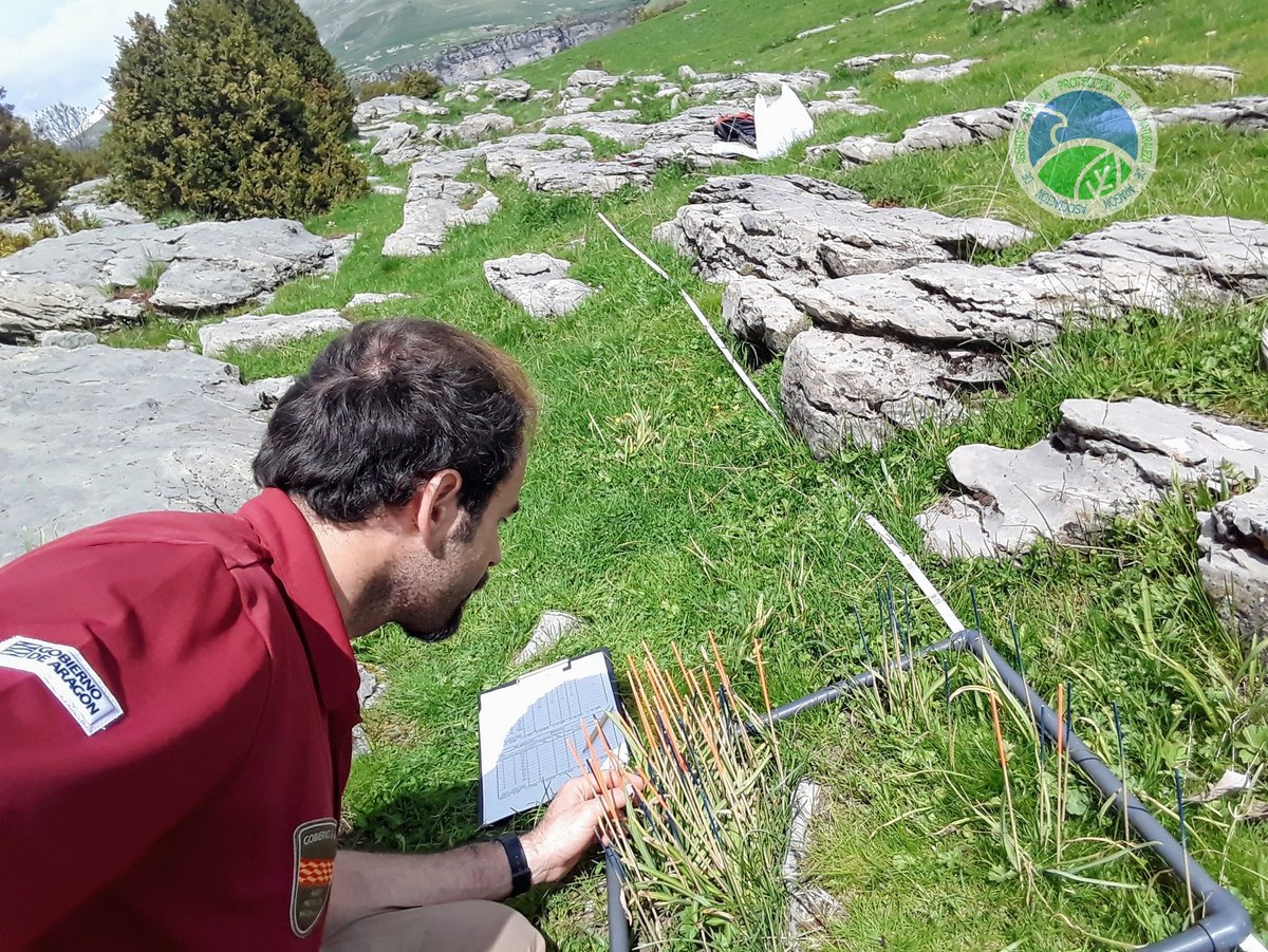 aaffaragon's tweet photo. #AgentesProtecciónNaturaleza #APN del @GobAragon realizamos seguimiento de #GalanthusNivalis en el #ParqueNacional de #Ordesa, dentro del @LIFEprogramme #RESECOM (Red de seguimiento para Especies de Flora y Hábitats de Interés Comunitario en #Aragón),en colaboración con @IPE_CSIC https://t.co/WuV30NQ06l