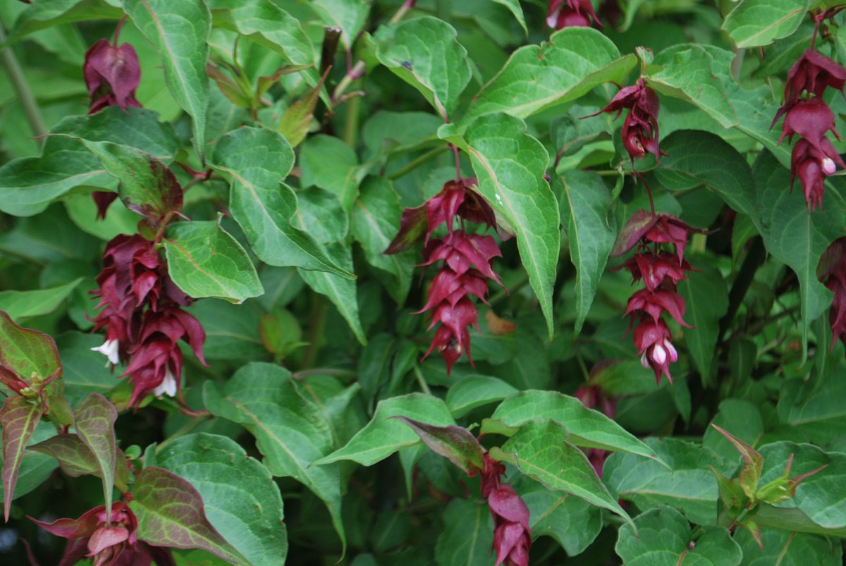 Gaultheria shallon (Shallon, Ericaceae, left). Leycesteria formosa (Himalayan Honeysuckle, Caprifoliaceae, right)