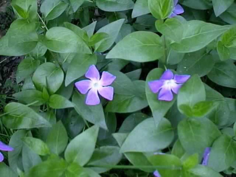 Vinca major (Greater Periwinkle) and Vinca minor (Lesser Periwinkle, Apocynaceae; both have variegated forms)