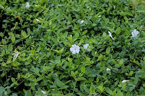 Vinca major (Greater Periwinkle) and Vinca minor (Lesser Periwinkle, Apocynaceae; both have variegated forms)