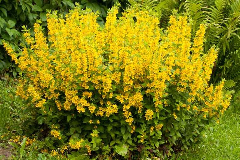 Lysimachia punctata (Dotted Loosestrife, Primulaceae; left).Leucanthemum x superbum (Shasta Daisy, Asteraceae; right)