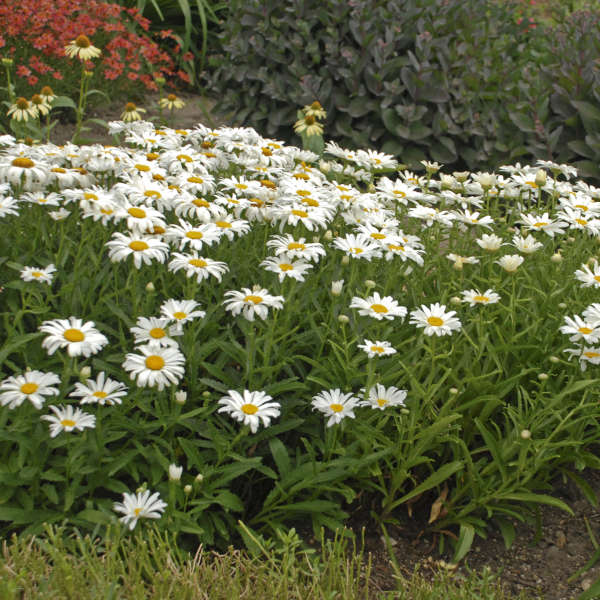 Lysimachia punctata (Dotted Loosestrife, Primulaceae; left).Leucanthemum x superbum (Shasta Daisy, Asteraceae; right)