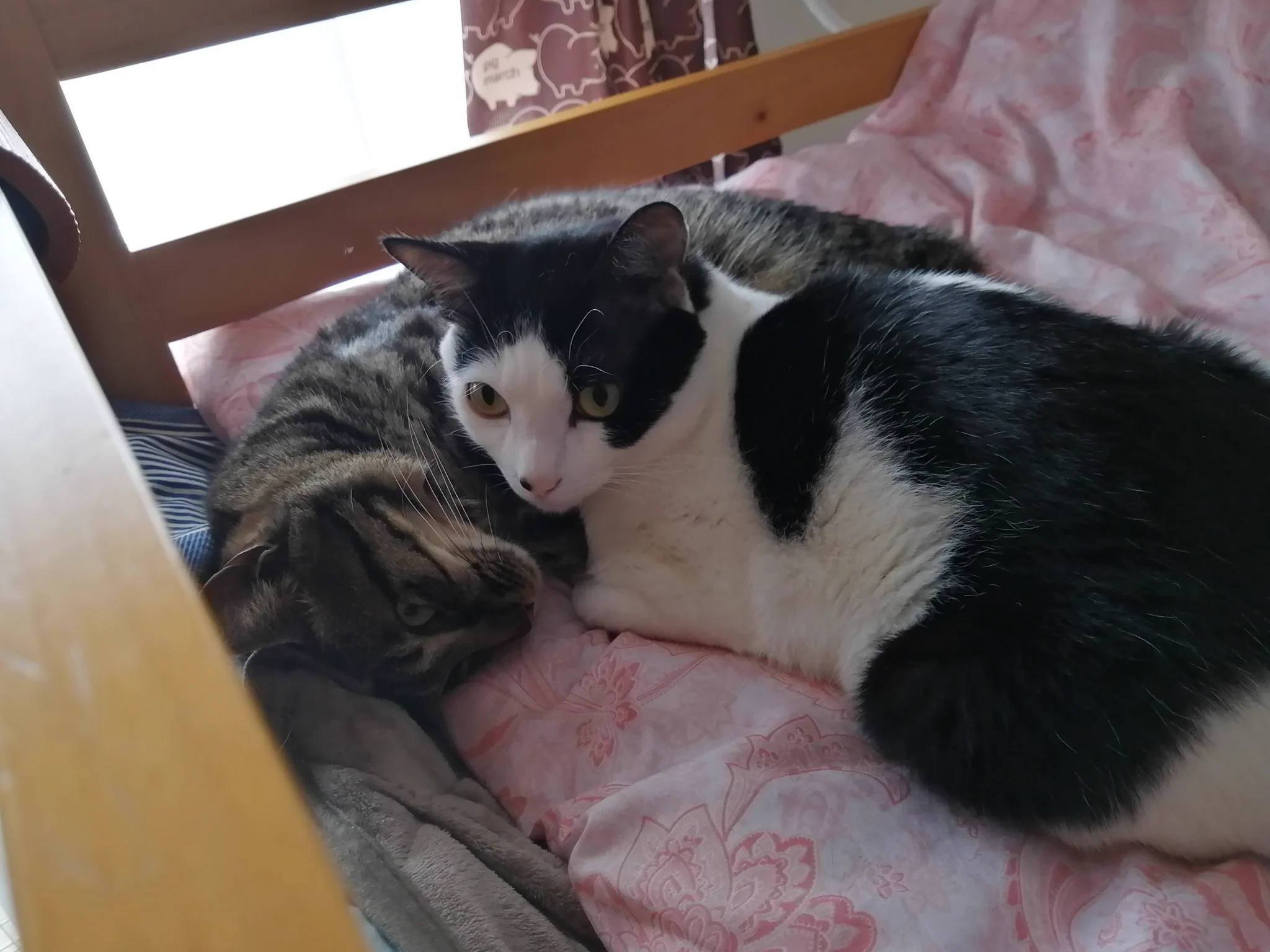 @CatNaviDesk めっちゃうちの猫と似てるw 