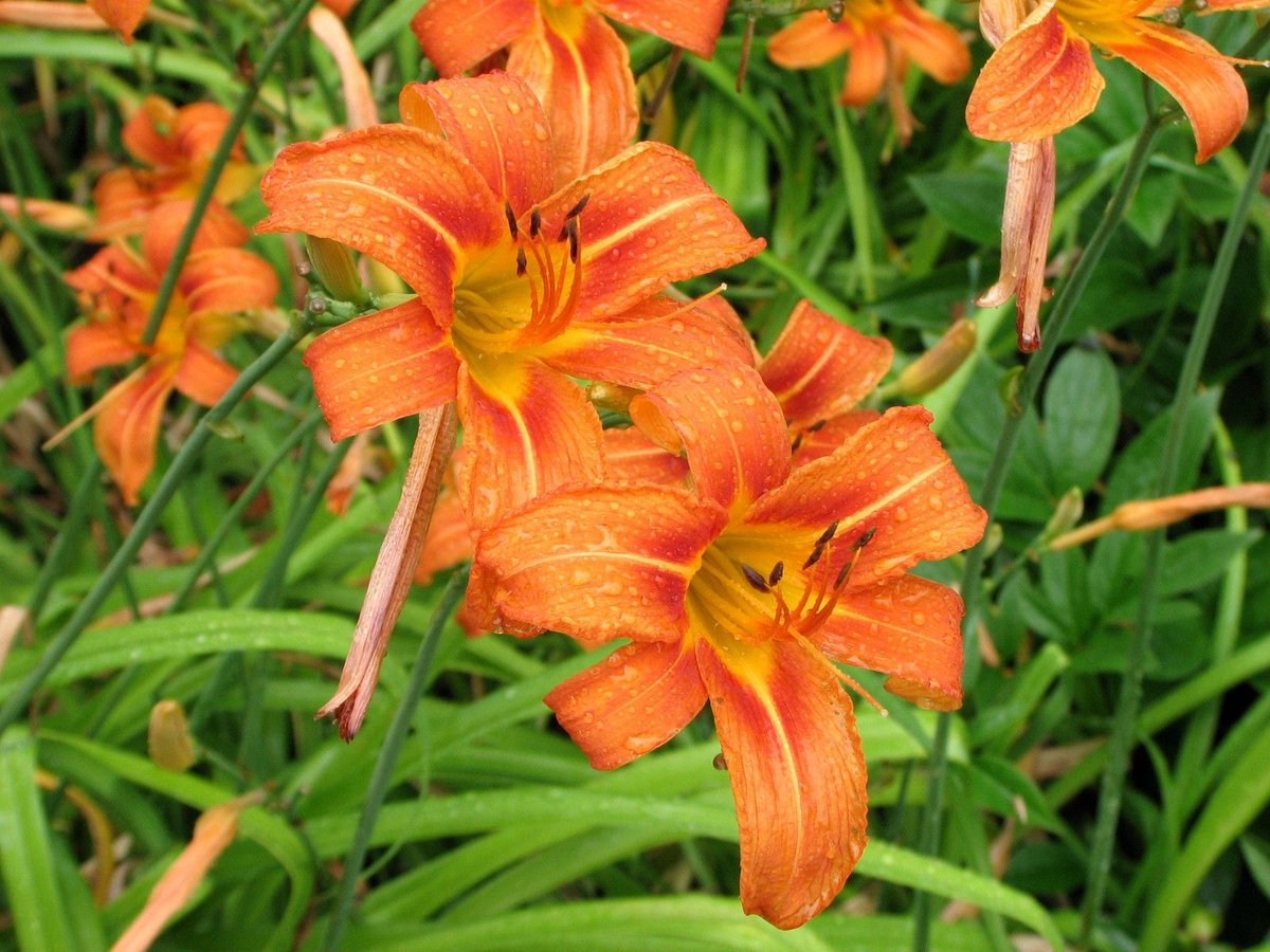 Hemerocallis fulva (Orange Day-lily, Asphodelaceae, left). Alstroemeria aurea (Peruvian Lily, Alstromeriaceae, right)