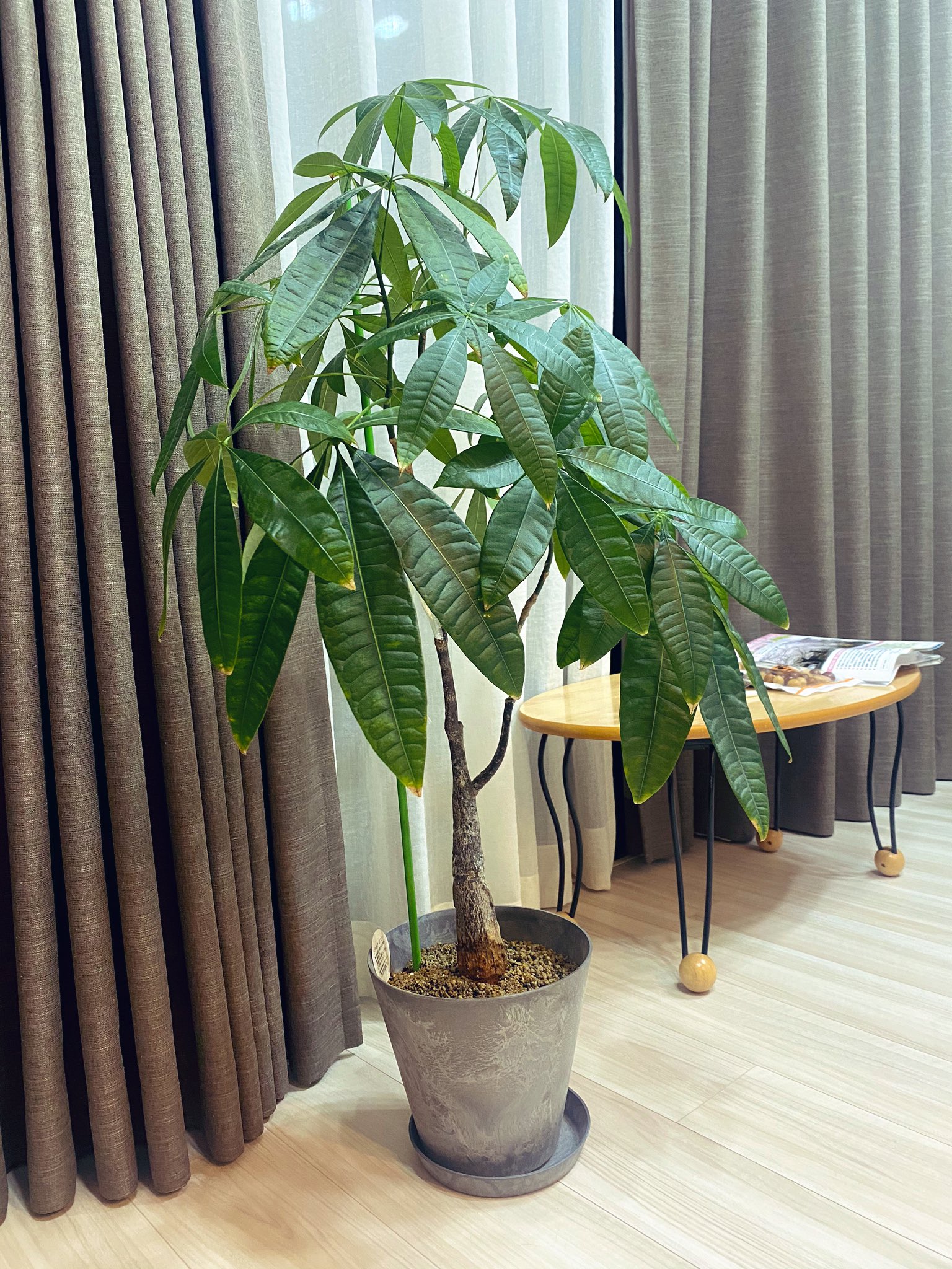 そぶえりな En Twitter パキラさんの鉢を大きいやつに植え替えました T Co Gxrwy3avi0 Twitter