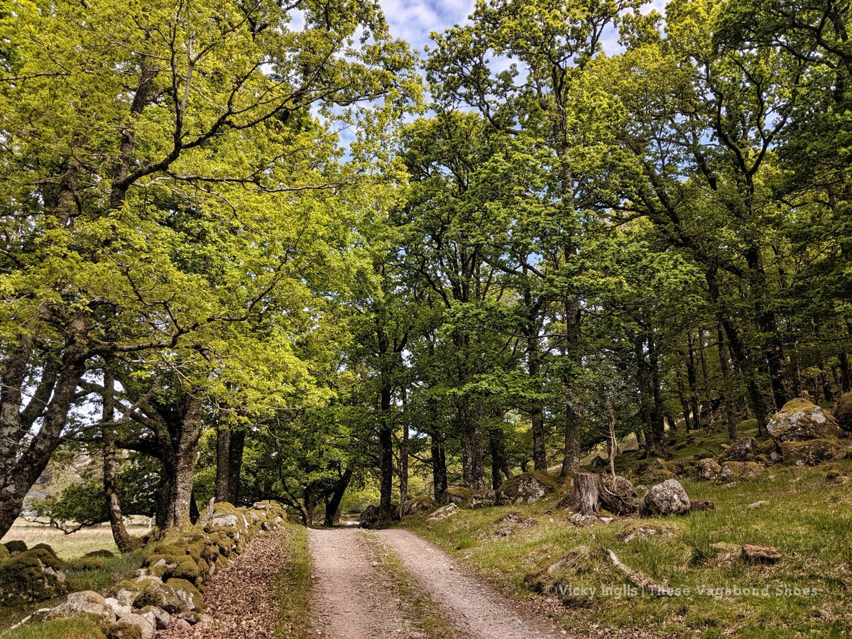 vickyinglis13's tweet photo. TGO19 Day 2: Woke around 5.30am to the sound of a cuckoo + found frost on the tent.  I pulled gloves + hat and tried for more sleep. My route started as easy going, following a track until it vanished between a beach + a bog. Stopped for a wild swim in the sunshine. #virtualTGO https://t.co/MKtqWm1bP5