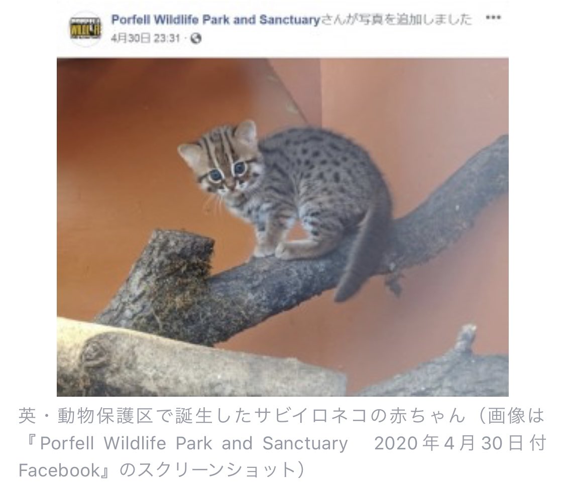 猫本専門 神保町にゃんこ堂 姉川書店 Twitter पर イギリスの動物保護区にて世界最小かつ 世界で最も珍しいとされる サビイロネコ の 赤ちゃんが2匹生まれ その愛らしい姿が話題になっている スリランカおよびインドに棲息し 成長しても鼻からしっぽまで35 48cm