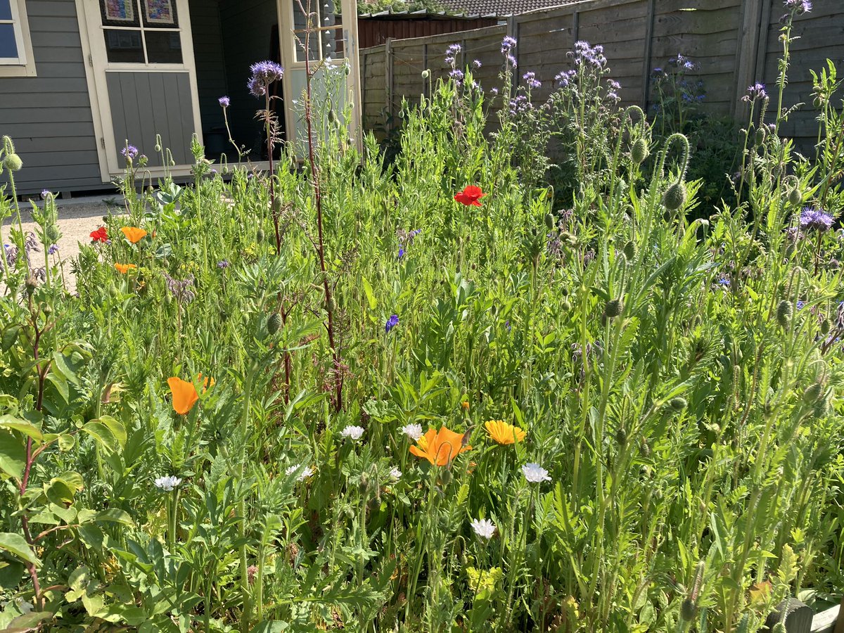 WorldNannys's tweet photo. Poppies have just opened #poppies #poppy #poppyflower #meadowgarden #meadowflowers #redflowers #summerhouse #garden #flowerbedding #countrygardens #gardening #blooms #papaveraceae https://t.co/qQxujJk0AN