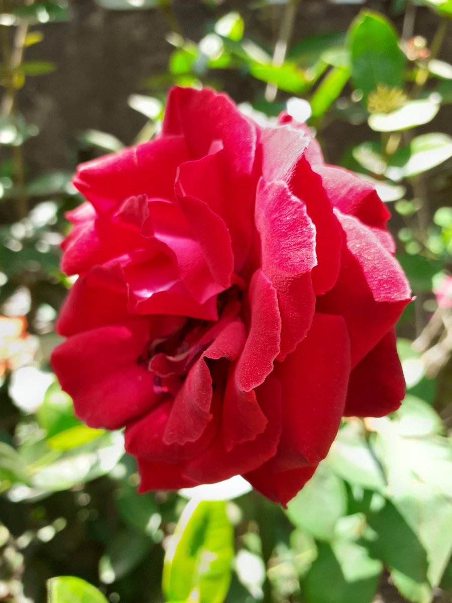 JauaMiranda's tweet photo. Un abrazo para todas las madres venezolanas. Hay motivos de tristezas, hay motivos de alegrias. Que la fuerza del amor de Uds. nos ayude a depejar el horizonte hacía un buen porvenir. Rosas rojas, puño en alto. Mil bendiciones, especialmente a las doctoras y enfermeras madres. https://t.co/n7ecm5mkRb