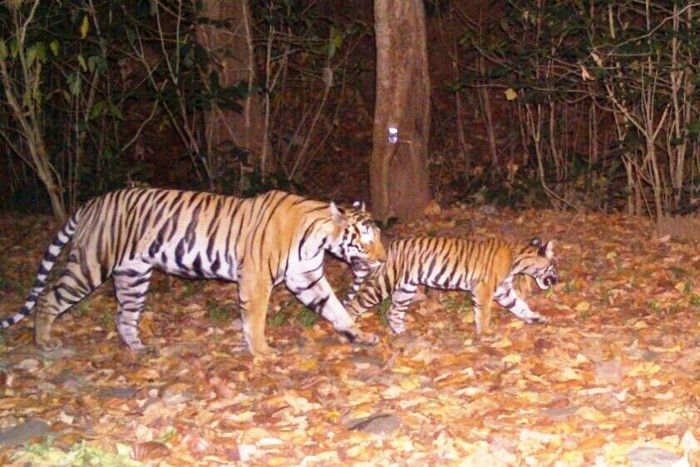 Achanakmar has grt potential,is contiguous to  #kanha  #TigerReserve but is poorly protected,managed. v low tiger density. it can be your flagship  #TigerReserve ⁦ @bhupeshbaghel-it has the potential. Personally intervene  @ChhattisgarhCMO  @ntca_india ⁩ is my humble request⁩ 6/n