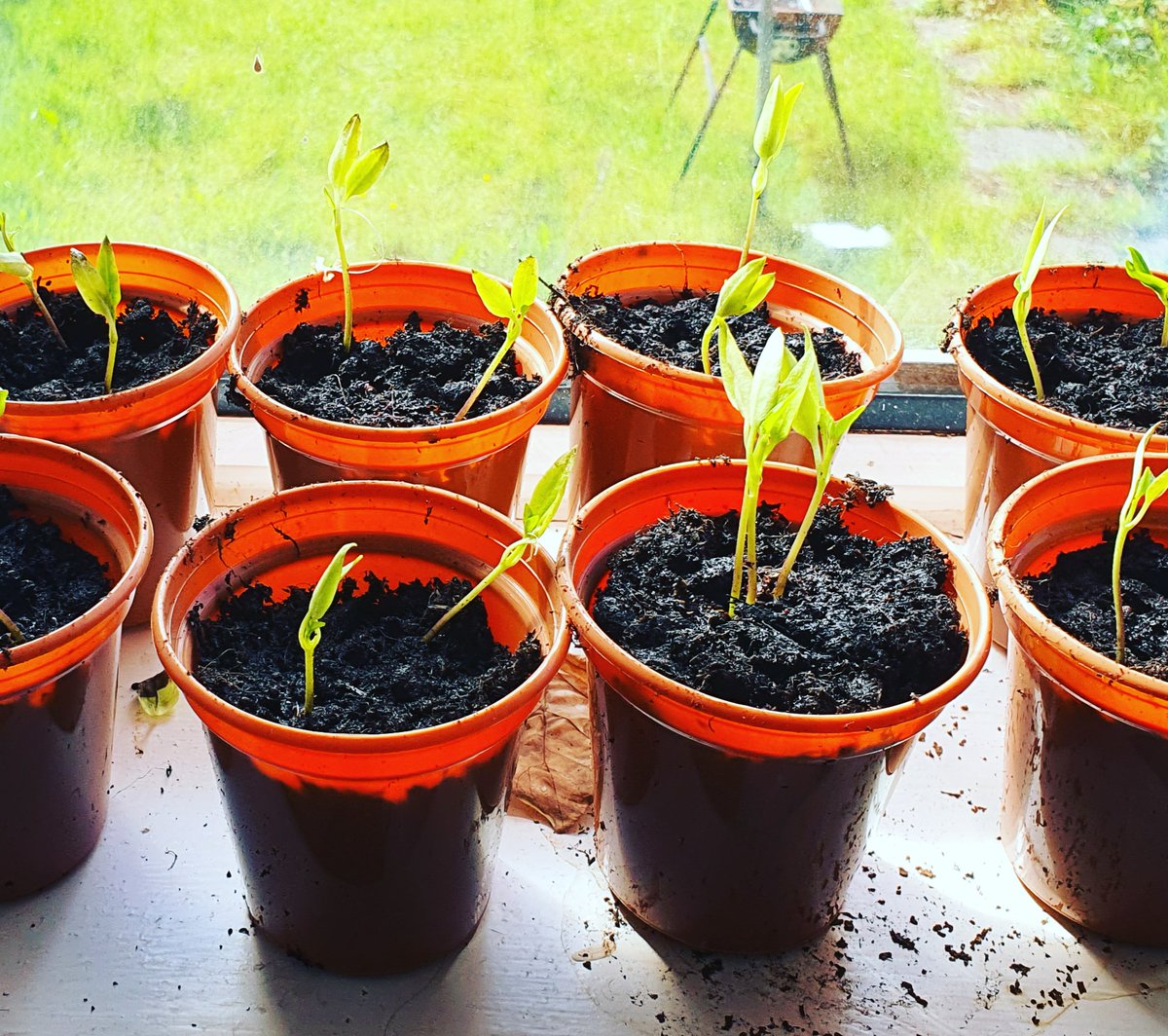 AlbaApothecary's tweet photo. And, just in case anyone was worried, here are my pepper seedlings!
I'm running pretty low on pots and compost now, but I had enough to do two per pot.
#homegrownveggies #organicgardening #gardening #windowfarming https://t.co/6YmLf9WMQk