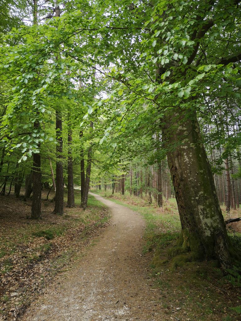 jehanna3's tweet photo. The forest has come alive since #lockdown2020
The tracks have greened up for not having people everywhere. We've seen birds in places you wouldn't normally see, forest stock are loving not being chased by dogs and the animal casualties have reduced massively!
#RealNewForest https://t.co/ybeyMbkeRA