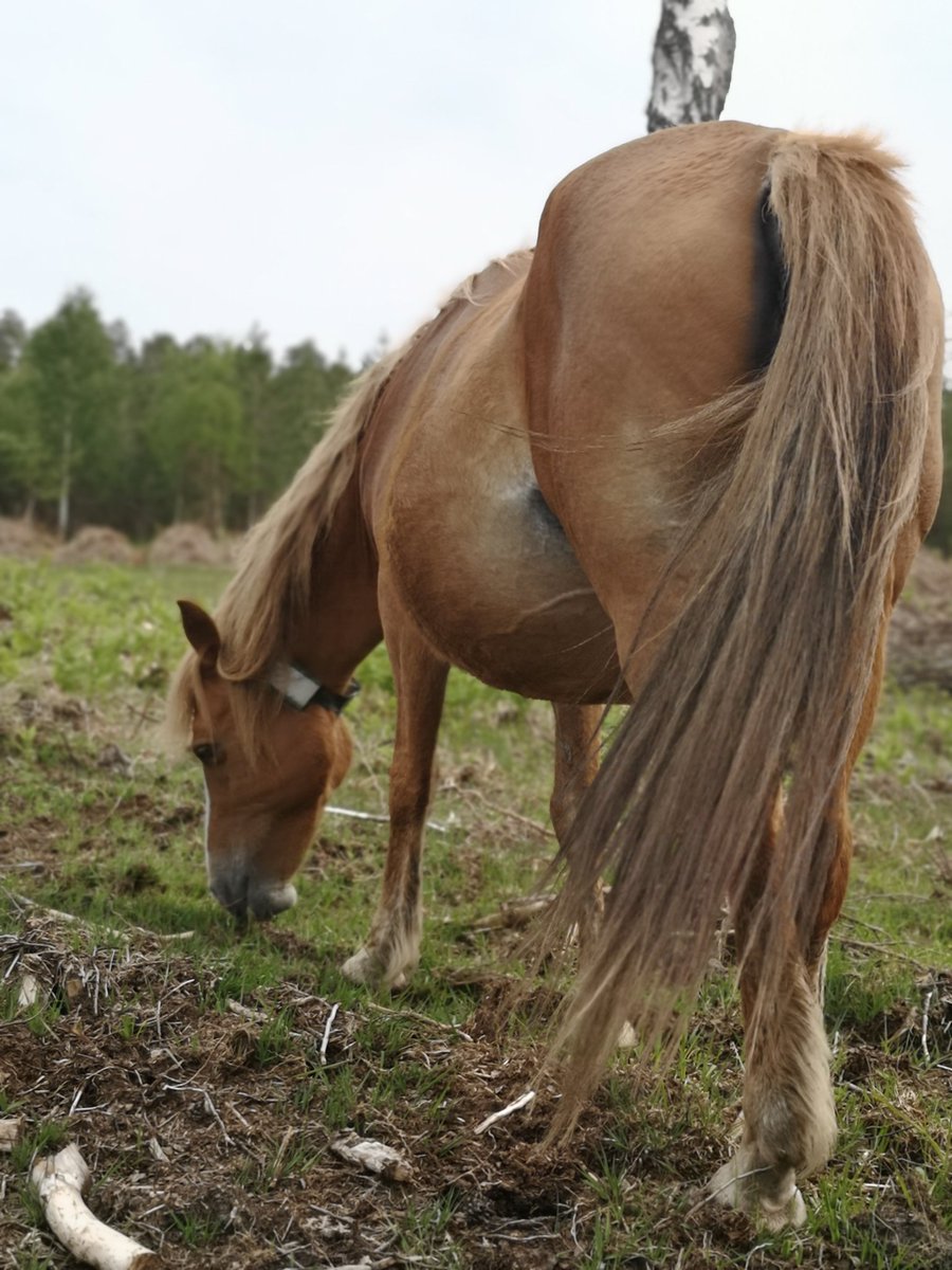 The forest has come alive since #lockdown2020
The tracks have greened up for not having people everywhere. We've seen birds in places you wouldn't normally see, forest stock are loving not being chased by dogs and the animal casualties have reduced massively!
#RealNewForest