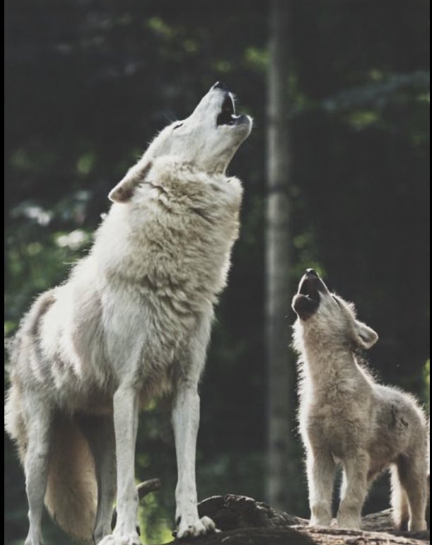 Happy Mother’s Day to all of our moms around the <a href="/WolfPackAHL/">Wolf Pack is Two Words</a> World! To you mom: Awoooooooo!!!!!#MothersDay