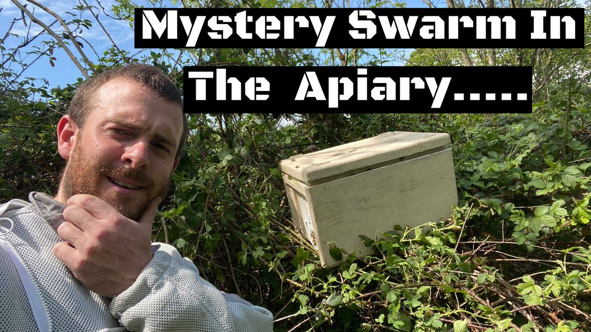 GwenynGruffydd's tweet photo. Finding a swarm in your apiary is normally a pain.....because more than likely they are your bees! 
But not always......🐝🐝🐝

#swarm #swarming #beesswarm #honeybeeswarm 

https://t.co/qNhjQcideB https://t.co/oBrGm5Umtb