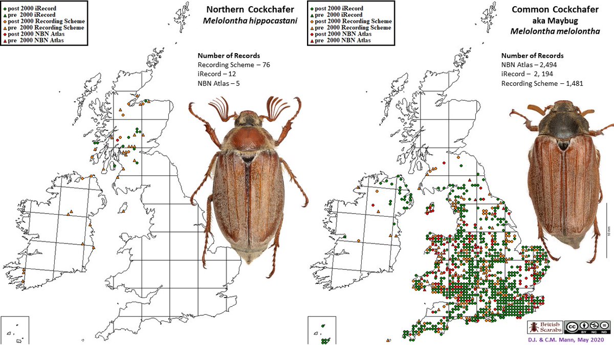 British Scarabs tweet media