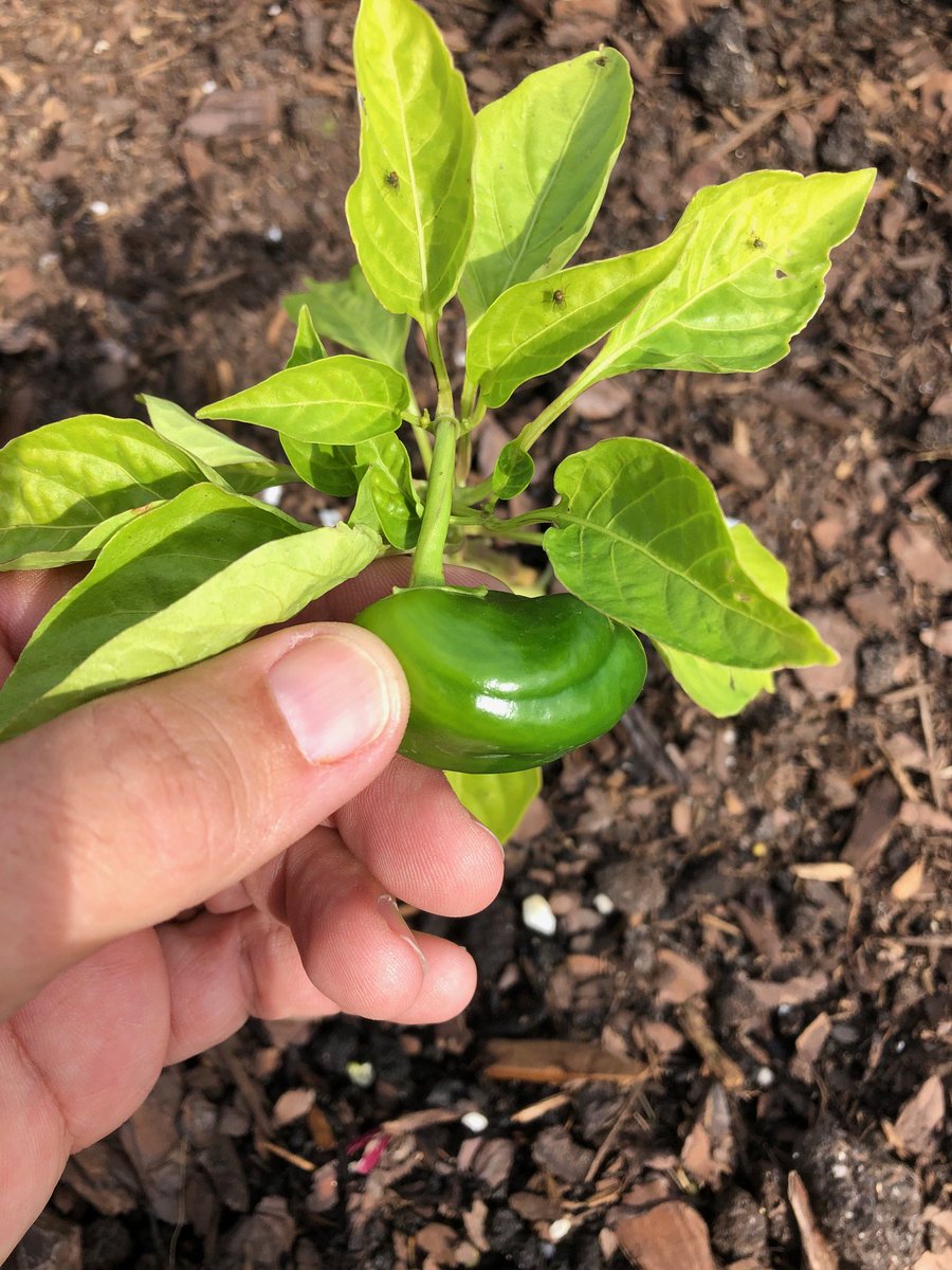 AudubonIntl's tweet photo. #AIMOTD @PBCOspreyPoint has been a certified #ClassicSanctuary since 2011. 

Just last year, staff began a "Farm to Fairway" initiative where they grow organic vegetables which are used in the courses' restaurant, the Nest. 

@GCSAA @USGA #SustainableGolf https://t.co/u4eTShHhj4