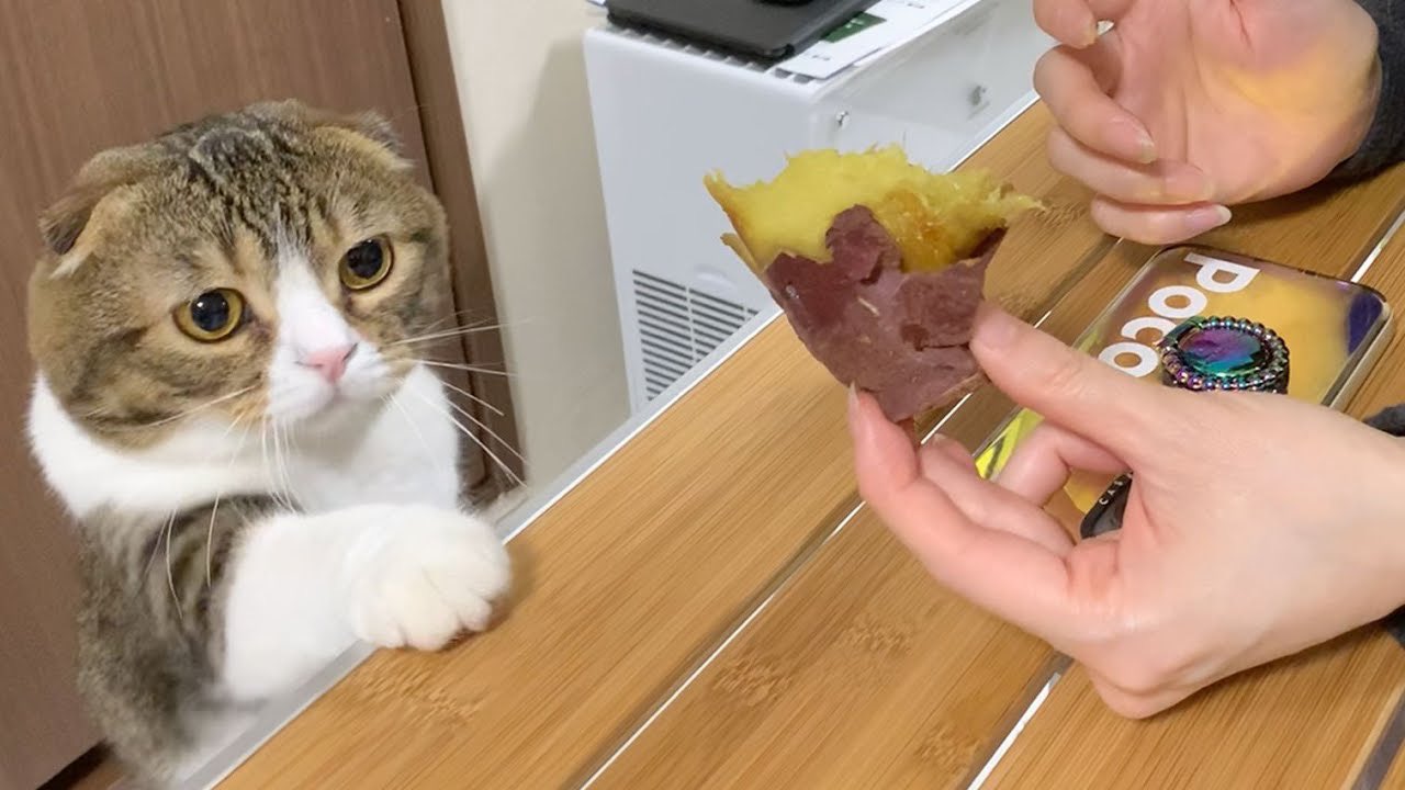しまスタ Rt Pocouma Shiiya 動画アップしました サツマイモを食べていたら サツマイモ 大好物のぽこ太郎にバレました うま次郎は初めてのサツマイモ 2匹の反応をご覧下さい 初めておイモを食べた子猫とおイモガチ勢のパパ猫 T Co J99oddvy