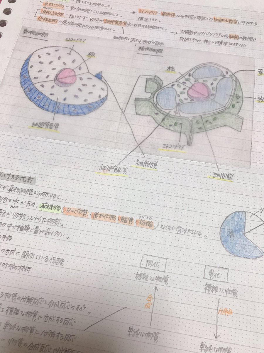 ひな 勉強垢 今日は生物基礎をちょっとやってみた ダイソーの トレーシングペーパーふせん めっちゃおすすめ それを使ってみた 勉強垢さんと繋がりたい 勉強垢 勉強