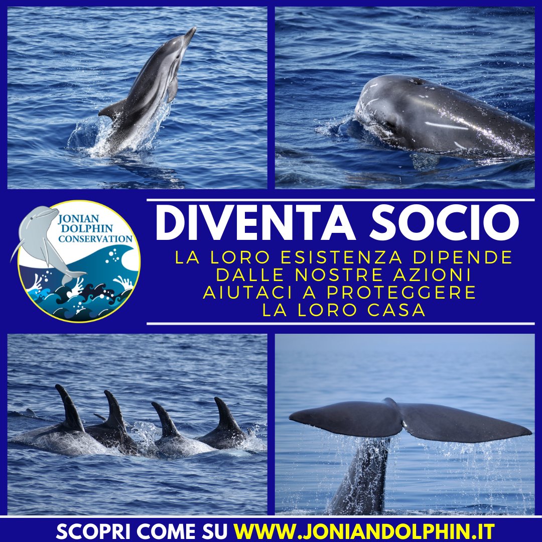 JonianDolphin's tweet photo. DIVENTA SOCIO JDC – Dal 2009 il vostro contributo ci permette di studiare e tutelare i cetacei del Golfo di
Taranto. Grazie al vostro contributo a distanza, ci darete la possibilità di continuare le nostre azioni.
Scopri come su https://t.co/rpMMUorLHG https://t.co/JIwxiLNuVW