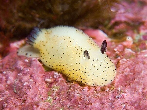 SUPPORT_C_MAPCA's tweet photo. Вы когда-нибудь видели морских кроликов (Jorunna parva). https://t.co/YKWFgyEOk9