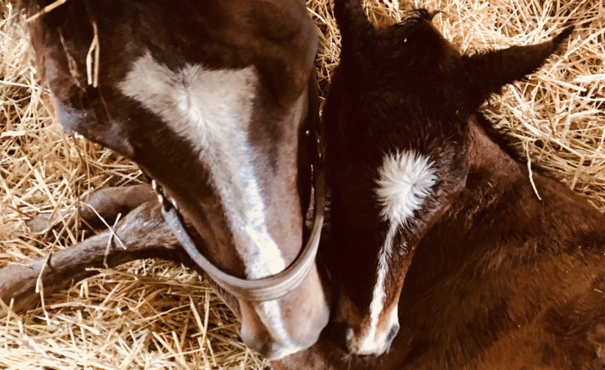 ANNELER GÜNÜNÜZ KUTLU OLSUN.