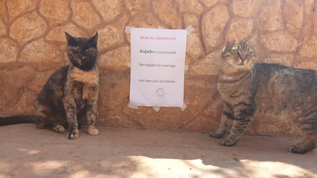 SyrianSanctuary's tweet photo. Please Vet save me ..
She has 5 kittens ..
I’m not ready to marry her ..
We cut my balls last year and now you will help me !!

this marriage is not to be done .
Quote : Manzoni . https://t.co/Etoz9cZWjl