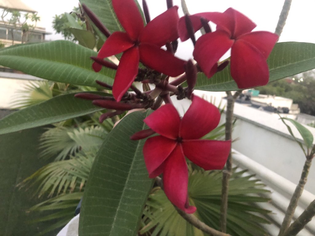 Barbara Wickham tweet media