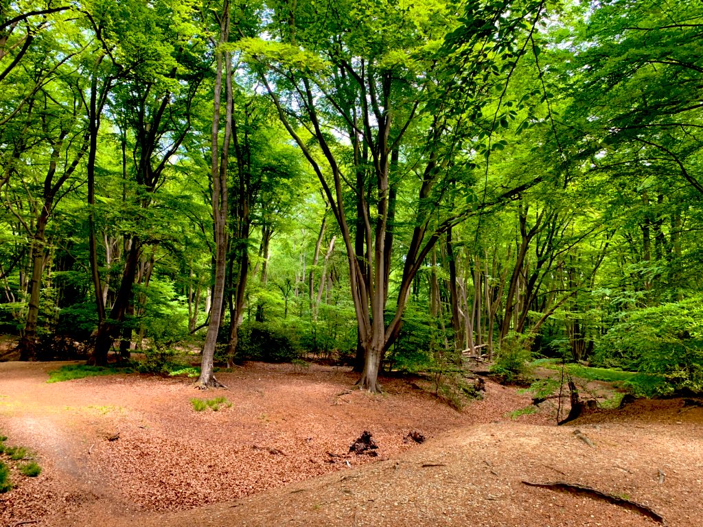 Entering the “Green Essex” Time machine during #lockdownexercise and “off” to the Iron Age 500BC ;-) #LoughtonCamp Legend has it, #Boudicca camped here 61 AD... let’s find out 😉 #SundayMorning