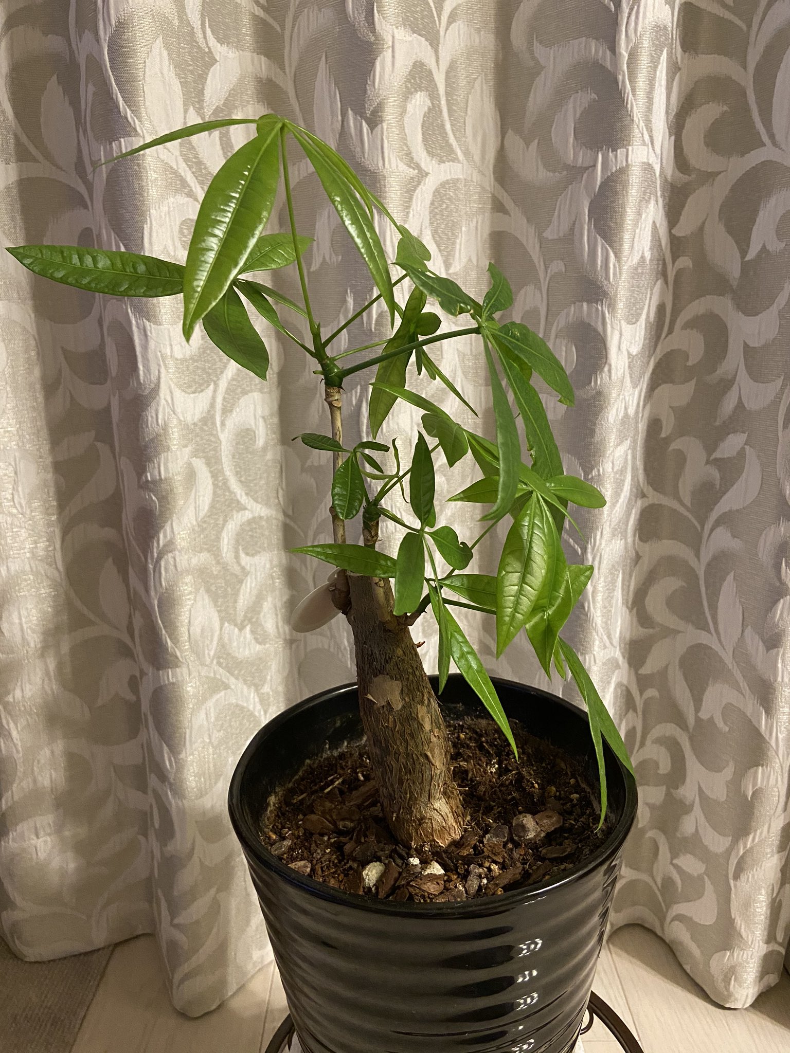 تويتر こころんグリーン على تويتر パキラの新芽が随分大きくなって来ました 葉っぱはまだまだ閉じてますが かなりおおきくなって来ました 間もなく開きますね パキラ 新芽 葉っぱ 観葉植物 初夏 初夏の花 園芸 ガーデニング 熊本市南区 熊本