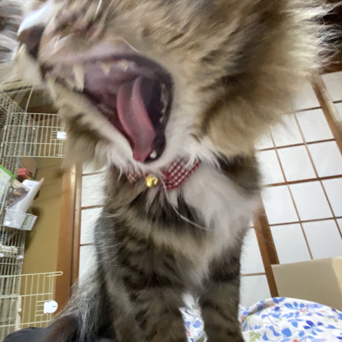 愛猫はポチ 自分をライオンだと思ってるうちの猫 ライオンはネコ科の動物なので間違ってはいないが 笑 Cat ねこ 猫 ネコ 保護猫 拾い猫 地域猫