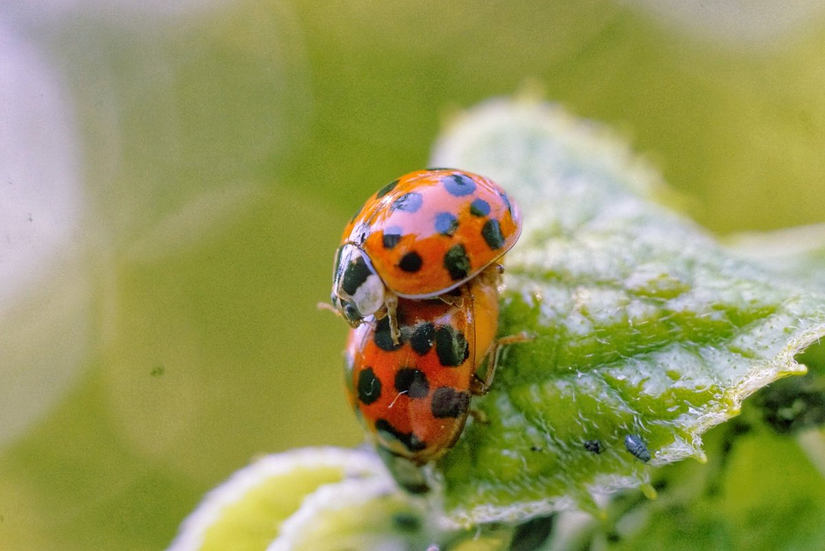 ClareMcEwenPho2's tweet photo. Another from the #gardensession yesterday! 'The Piggy Back', to avoid an awkward conversation with my child π
#ladybird #ladybug #NaturePhotography #gardenphotography #insects #tinyuniverse #lockdown #garden #bugs #bughunt https://t.co/MQSy3T9CXZ