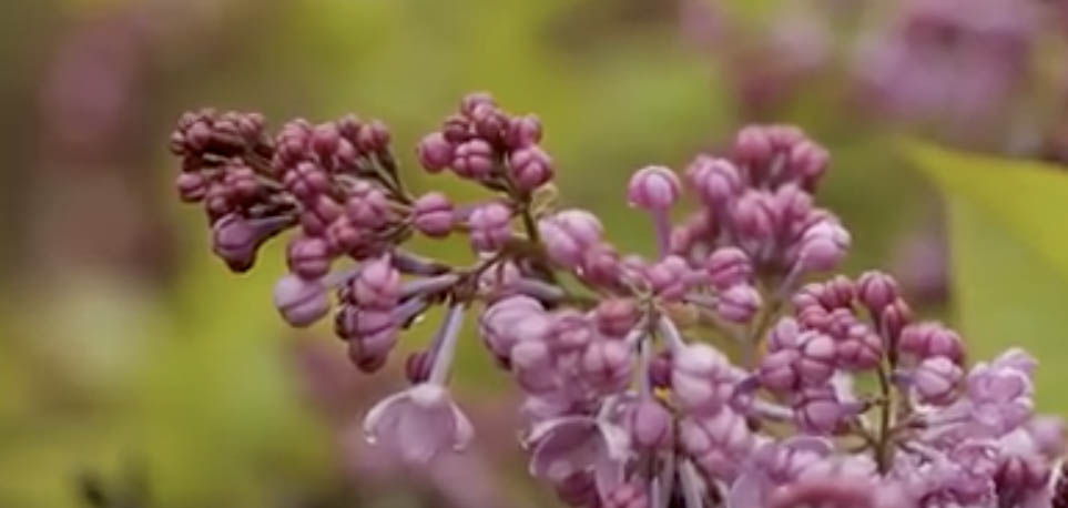 Lilacs are blooming at the Arnold Arboretum, but Lilac Sunday is canceled. With <a href="/bostonbaroque/">Boston Baroque</a>  and <a href="/arnoldarboretum/">Arnold Arboretum</a> we made a video to share the beauty with Boston.  Enjoy the splendor here: vimeo.com/416493286