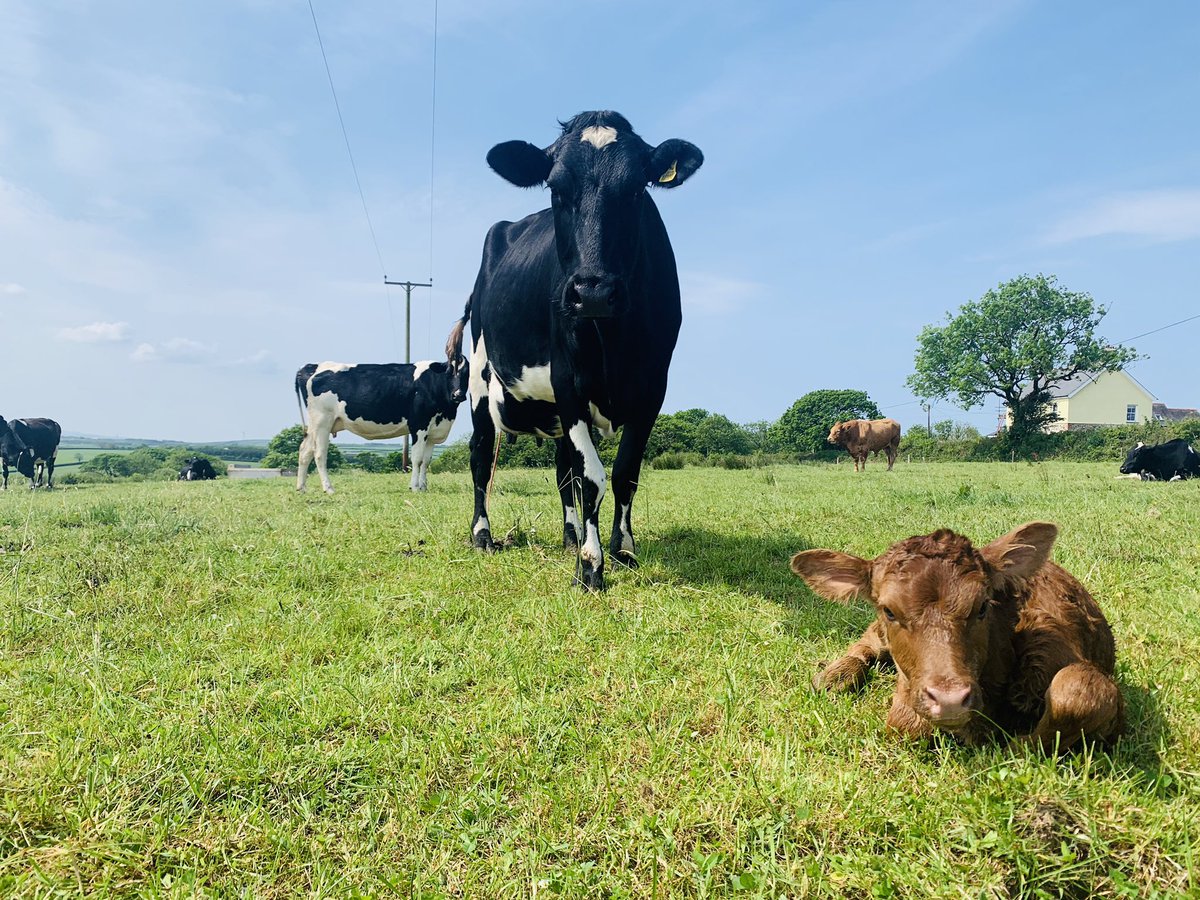 HayleyFalconer_'s tweet photo. Sun is shining, cows are calving 🐮🥰 https://t.co/94AJ2ak96I