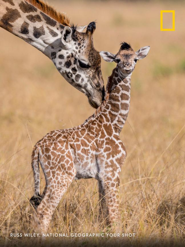 NatGeo's tweet photo. In the Maasai Mara, photographer Russ Wiley captured this moment between a mother giraffe and her one-day-old calf #MothersDay https://t.co/I8JO84njxv