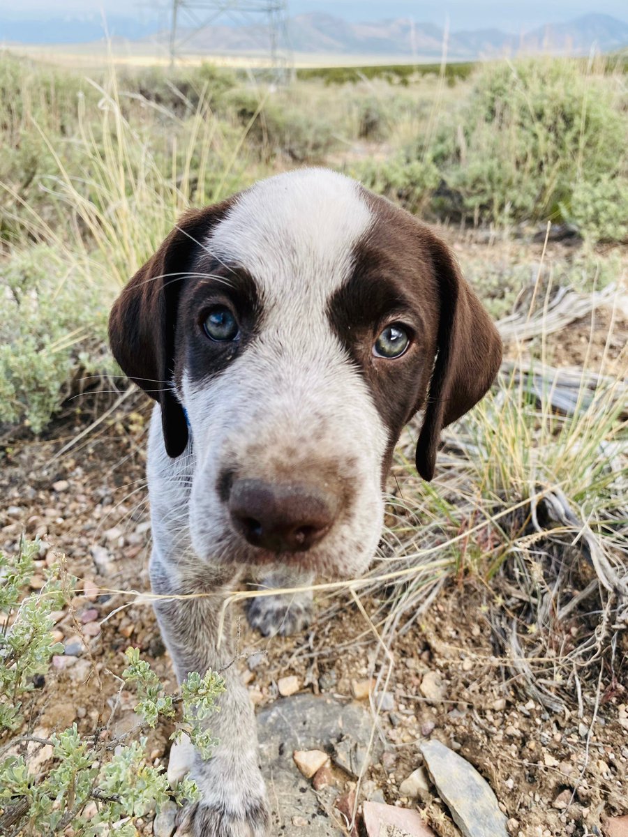 RankRider99's tweet photo. My new puppy hank!! https://t.co/hgAukwh4FT