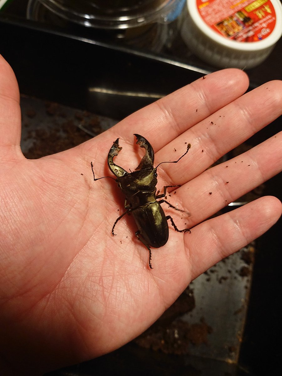 カブトムシ 蛹化不全 親子で 首都圏 電車 バスで行く カブトムシ クワガタ採集 飼育 カブトムシ 蛹化不全 親子で 首都圏 電車 バスで行く カブトムシ クワガタ採集 飼育